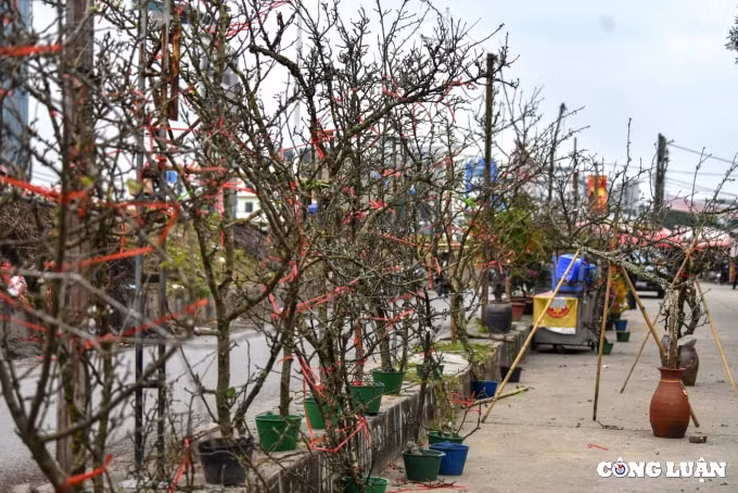 hoa dao hoa le xuong pho phuc vu nguoi dan ha noi choi tet som hinh 7