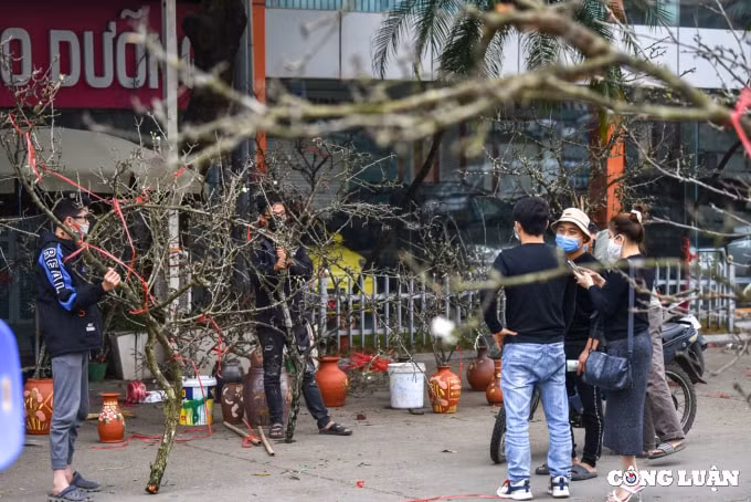 hoa dao hoa le xuong pho phuc vu nguoi dan ha noi choi tet som hinh 2