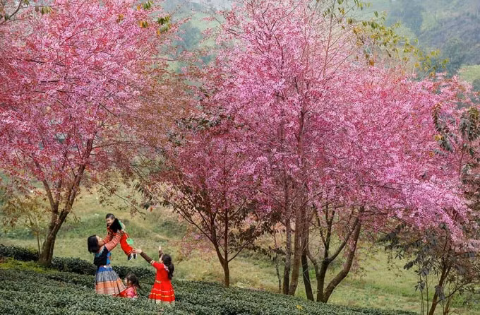 do covid 19 cam du khach tham doi hoa anh dao dep nhat sa pa hinh 1