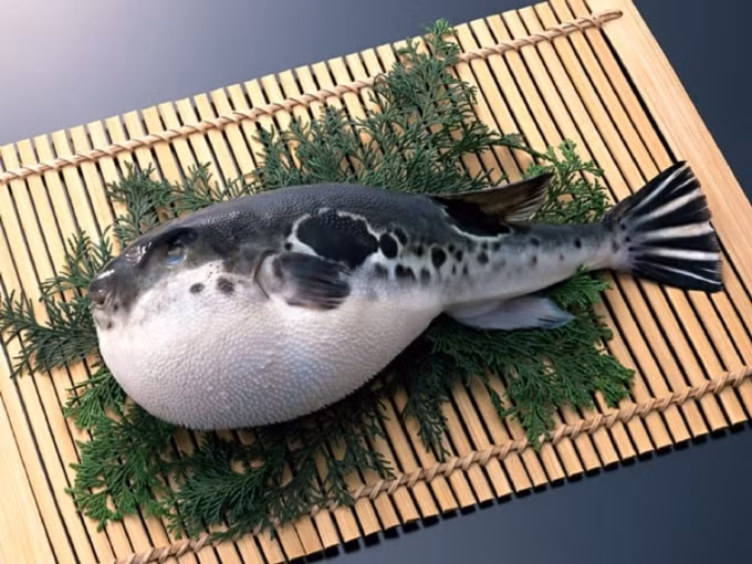 Món cá nóc “cực độc” tại Jeju