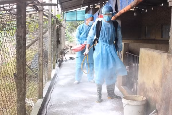Cán bộ thú y phun thuốc phòng, chống bệnh dịch tả lợn châu Phi. Ảnh minh họa