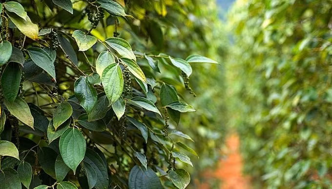 Giá hồ tiêu hôm nay (25/9): Tiếp đà tăng nhẹ. Ảnh: TL