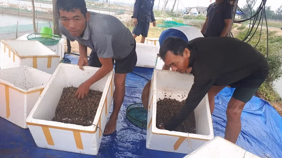 Người dân vớt ốc hương bị chết đem đi tiêu hủy. Ảnh PV