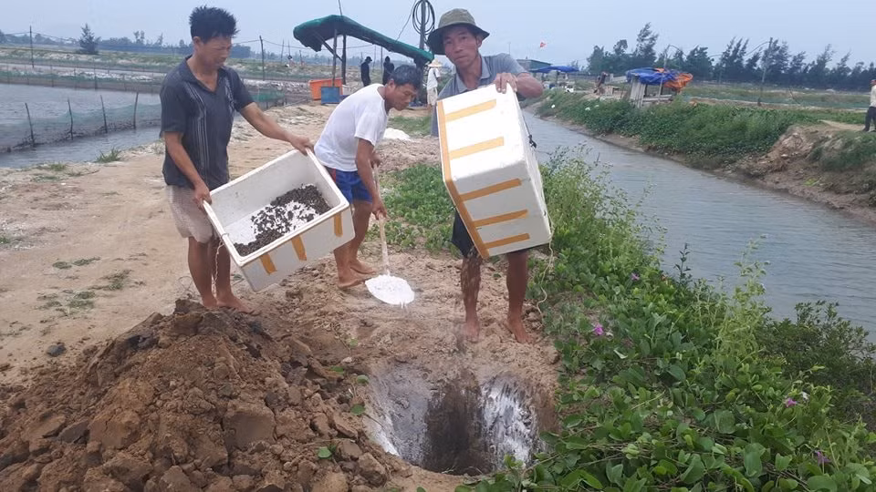 Các hộ dân thu gom ốc hương bị chết đi chôn lấp và dùng vôi bột để khử trùng. Ảnh PV