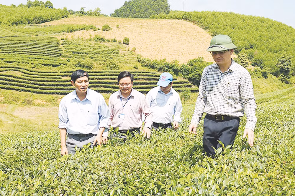 Cán bộ huyện Anh Sơn kiểm tra mô hình Chè công nghiệp