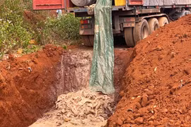 Gia Lai: Tiêu hủy 5,5 tấn cá tầm nhập lậu trị giá hơn 1,6 tỷ đồng