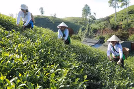 Rà soát, điểu chỉnh, bổ sung hệ thống văn bản quy phạm pháp luật để thực hiện hiệu quả hơn Chương trình MTQG