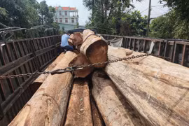 Vụ vận chuyển gỗ lậu quy mô lớn ở Gia Lai: Khởi tố vụ án, bắt giữ nhiều đối tượng