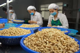 Ngành điều cần hướng đến sản xuất xanh