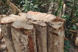 Vụ lâm tặc "xẻ thịt" 150 cây gỗ ở Gia Lai: Khởi tố vụ án, chuyển hồ sơ sang Công an