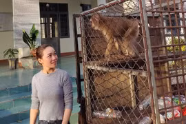 Kon Tum: Bàn giao con khỉ đuôi lợn quý hiếm cho Vườn quốc gia Chư Mom Ray