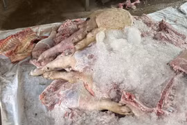 Hơn 1,7 tấn thịt heo hôi thối suýt đến tay người tiêu dùng Đồng Nai