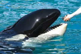 Thủy cung Florida thả cá voi sát thủ sau hơn 50 năm bị giam cầm