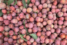 Mận hậu đầu mùa đắt đỏ, giá vài trăm nghìn đồng/kg nhưng vẫn ‘cháy’ hàng
