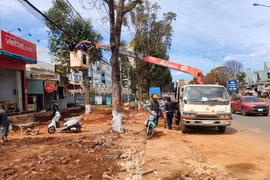 Gia Lai: Xử phạt đơn vị thi công 40 triệu đồng vì tự ý chặt rễ cây xanh khi thi công vỉa hè