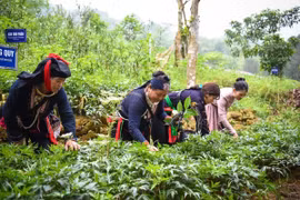 Phát triển trồng dược liệu quý: Tạo sinh kế, mở hướng thoát nghèo cho đồng bào dân tộc thiểu số và miền núi