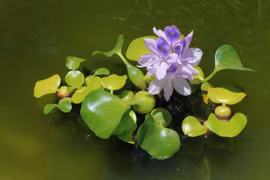 Những cung bậc tình cảm trong bài thơ “Lục bình trôi”