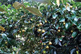 Làm mới sản phẩm du lịch để thu hút du khách ở Bà Rịa - Vũng Tàu