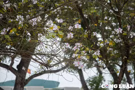 Hoa ban Tây Bắc khoe sắc giữa trời xuân Hà Nội