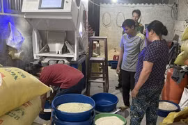 Lật tẩy chiêu trò sản xuất gạo “Séng cù xanh” được nhuộm bằng lá dứa