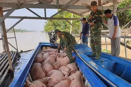 Ngăn chặn triệt để, chấm dứt tình trạng nhập lậu, vận chuyển trái phép động vật vào Việt Nam