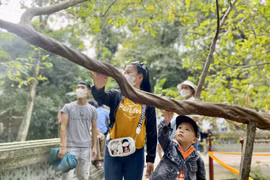 Du khách tò mò trải nghiệm cây ổi biết "cười"
