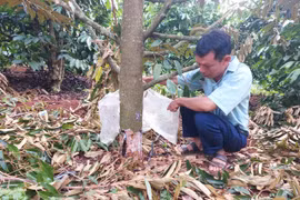Gia Lai: Vườn sầu riêng của Bí thư xã bị phá hoại, thiệt hại ước tính 100 triệu đồng