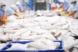 Xuất khẩu mực, bạch tuộc năm 2023 dự kiến tăng 15%