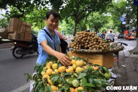 “Thị cô Tấm” xuống phố, giá cao vẫn hút khách mua