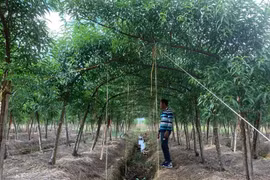 Các vườn đào tất bật chăm sóc cây, chuẩn bị phục vụ Tết