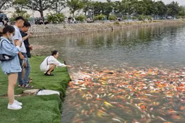 Kiểm điểm rút kinh nghiệm trong việc phải di chuyển hơn 8 tấn cá koi hồ Đầm Đông