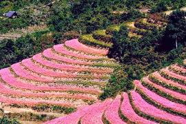 Lễ hội hoa Tam giác mạch Hà Giang đón hơn 58 nghìn lượt khách du lịch