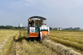 Kiếm tiền triệu từ gom rơm, rạ bằng máy trên các cánh đồng