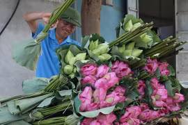 Mê Linh (Hà Nội): Người nông dân thu lời tiền tỉ mỗi năm từ trồng sen