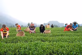 Hấp dẫn mùa Du lịch Thái Nguyên năm 2023