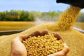 Lúa mì, ngô tăng giá do lo ngại nguồn cung từ Biển Đen