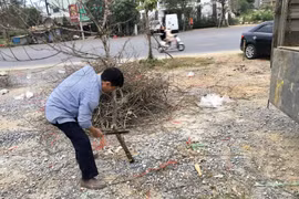 Hàng đống cành đào bị chặt bỏ vứt ở chợ hoa xuân Lào Cai