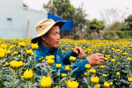Gia Lai: Trồng “bông vàng” bán Tết, hai vợ chồng U70 lãi 100 triệu đồng/vụ