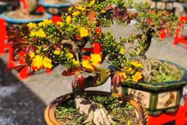 Gia Lai: Mai bonsai vàng rực, đẹp mê ly giá chỉ hơn 1 triệu vẫn "ế chỏng ế chơ"