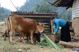Đến 2025, đầu tư tối thiểu 75.000 tỷ đồng giảm nghèo