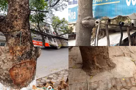 Hà Nội: Nhiều cây xanh "kêu cứu" vì bị xâm hại