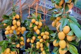 Thanh trà Thái đầu mùa giá cao, 200.000 đồng/kg vẫn hút khách