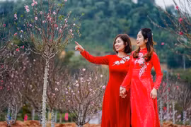 Lạng Sơn khai thác tiềm năng du lịch từ các vườn đào cổ Mẫu Sơn