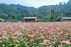 Rủ nhau về Hà Giang ngắm hoa tam giác mạch