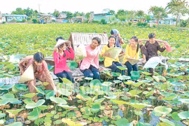 Kiên Giang có nhiều tiềm năng phát triển du lịch nông thôn