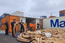 Hải quan Hải Phòng phát hiện vụ buôn lậu ngà voi lớn nhất từ trước tới nay, lên tới 7 tấn
