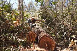 Kon Tum: Phát hiện hàng loạt cây rừng bị triệt hạ gần bãi gỗ lậu được vùi tinh vi dưới cát