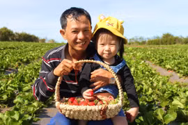 Gia Lai: Bỏ phố về rừng gây dựng trang trại dâu tây hữu cơ kết hợp du lịch