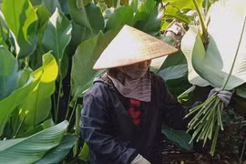 Giá lá dong tăng cao, người dân phấn khởi thu hoạch phục vụ thị trường Tết