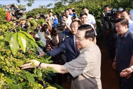 Gắn kết giữa sản xuất, chế biến, tiêu thụ và xuất khẩu cà phê ở Sơn La